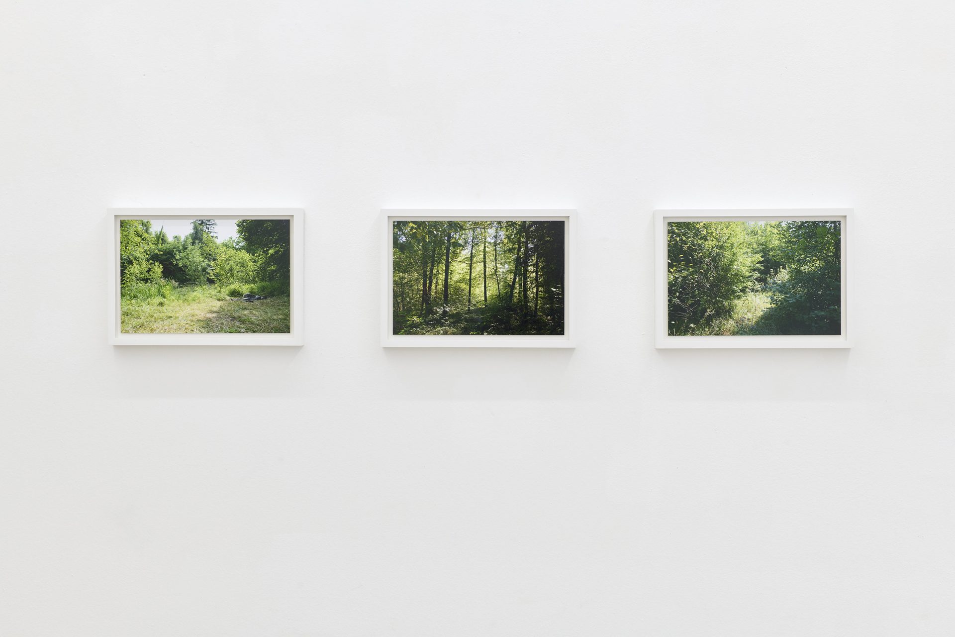 Close up of three framed forest images. 